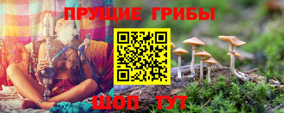 Псилоцибиновые грибы мицелий Гусиноозёрск