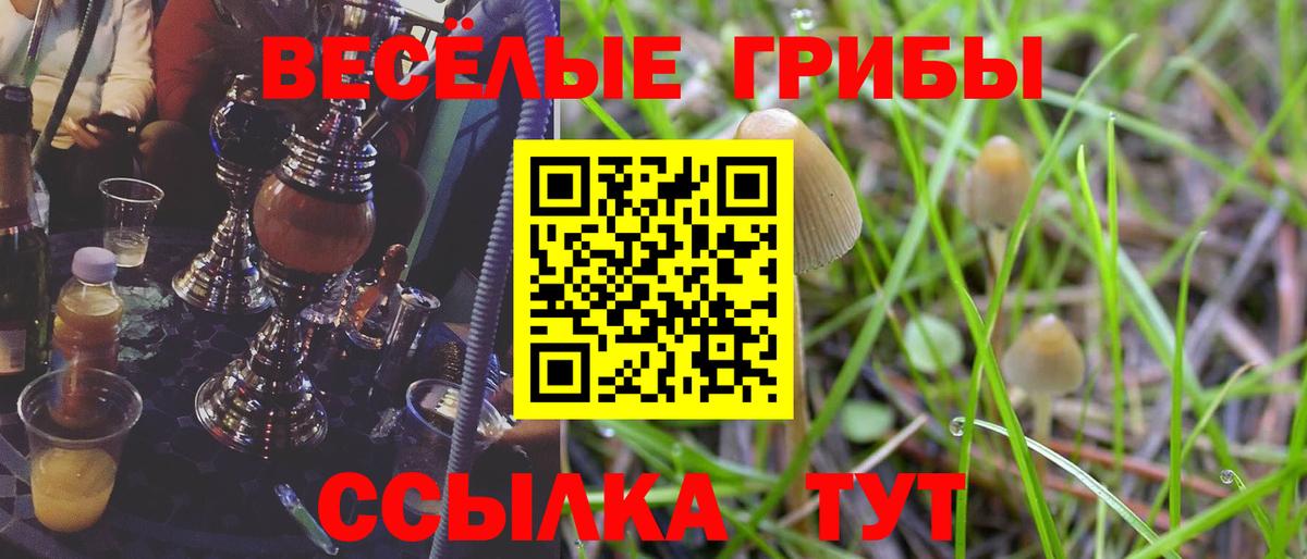 хочу наркоту  Галлюциногенные грибы Psilocybe  Галлюциногенные грибы прущие грибы  Вход с VPN  Гусиноозёрск 